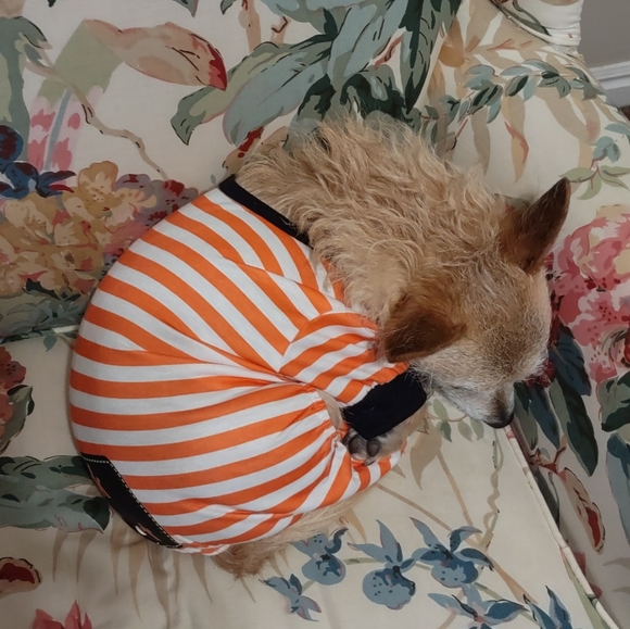 Meet your Posher, Katie - Picture 4 of 8